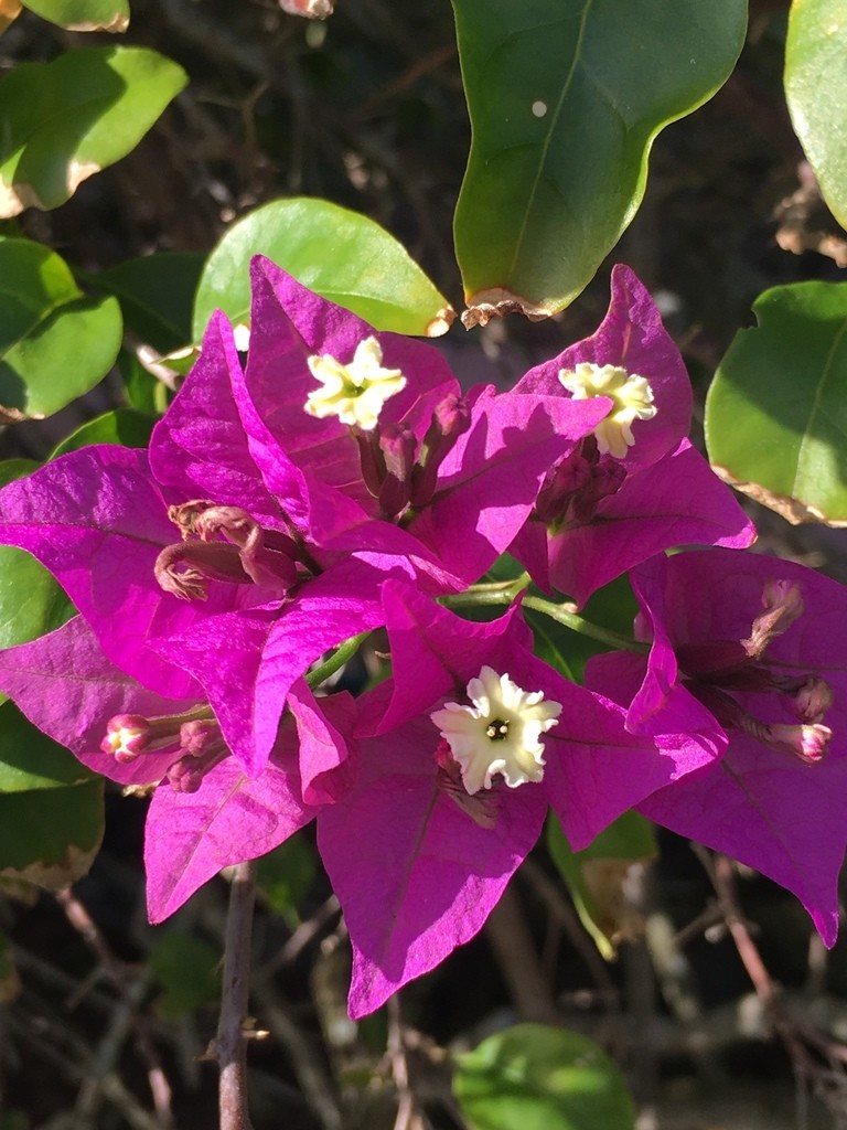 Бугенвиллея голая (Bougainvillea glabra) - PictureThis