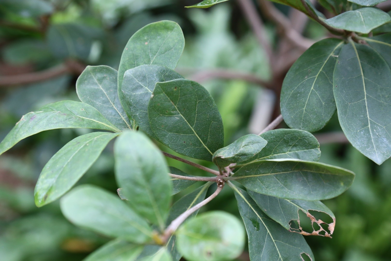 Terminalia muelleri - PictureThis