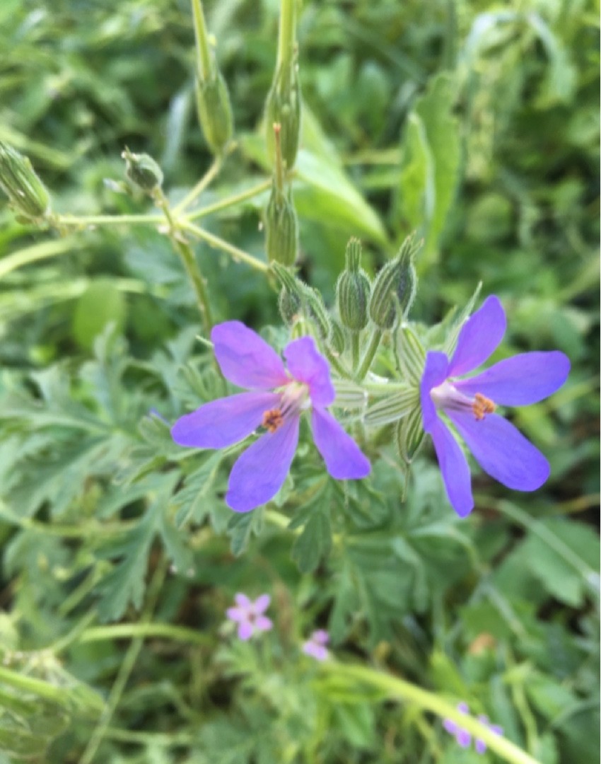 Аистник аистовый (Erodium ciconium) - PictureThis