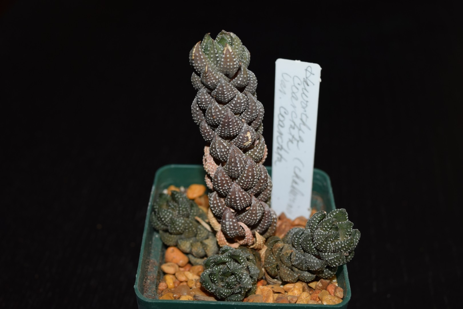 Хавортия сжатая (Haworthia coarctata) - PictureThis