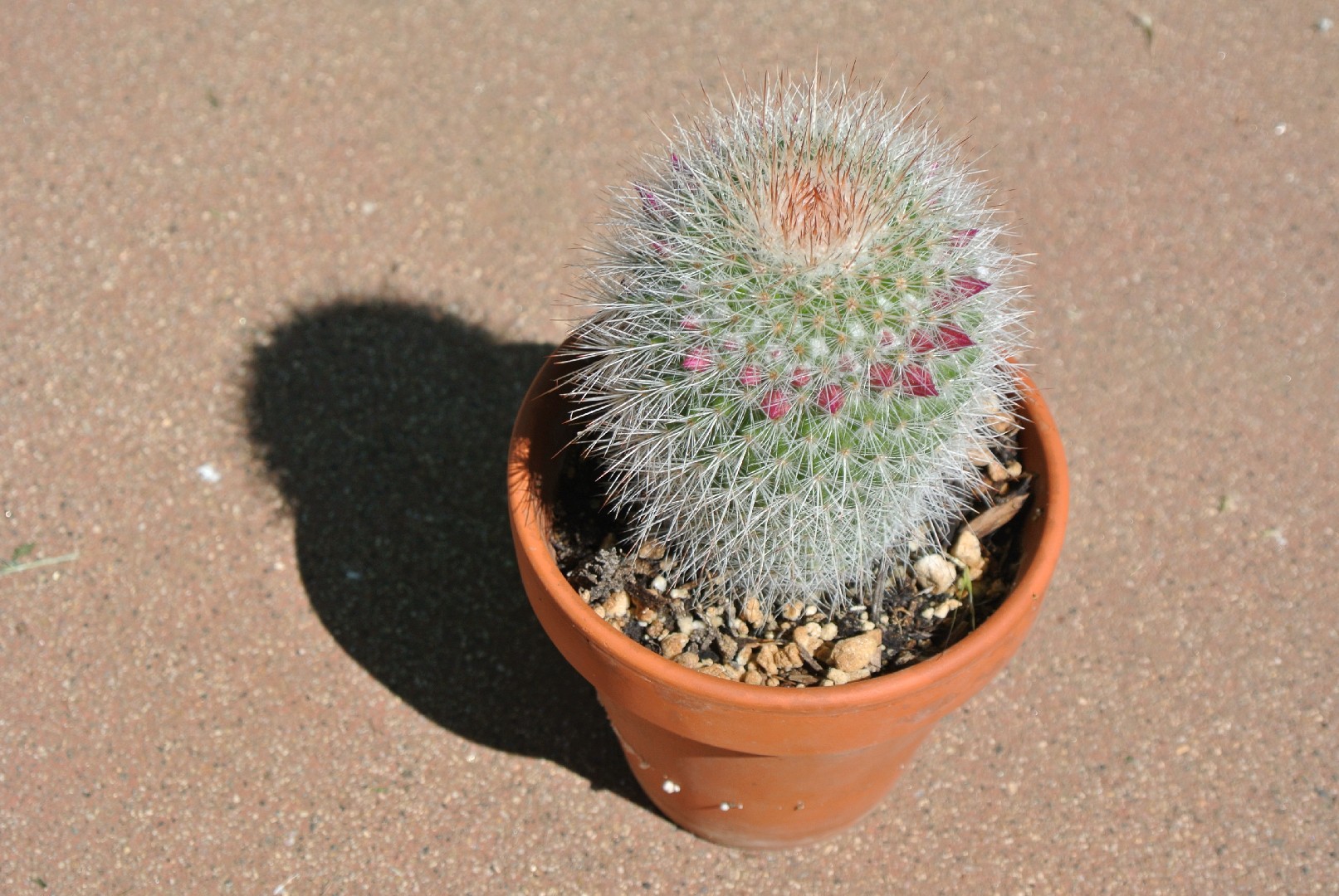Spiny pincushion cactus Plant Care: Water, Light, Nutrients