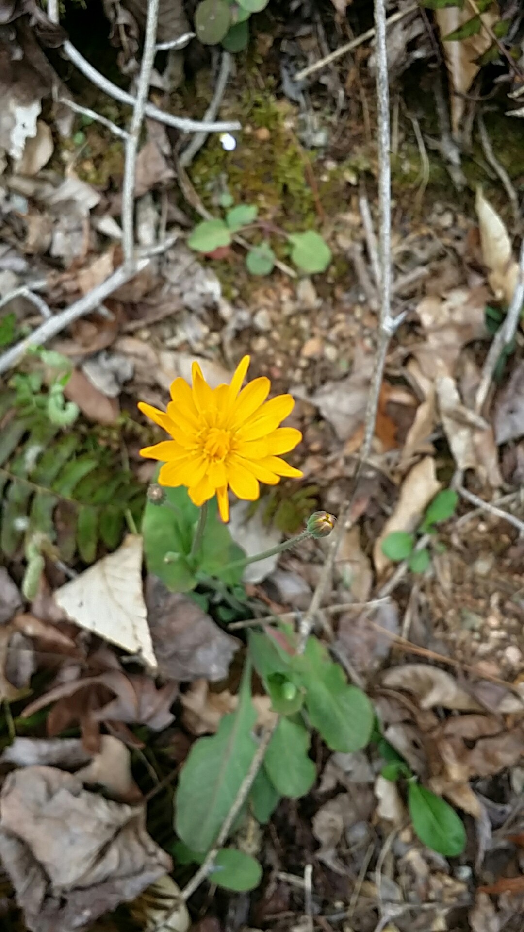 Two-Flowered Dwarf-Dandelion (Krigia biflora) Flower, Leaf, Care, Uses -  PictureThis