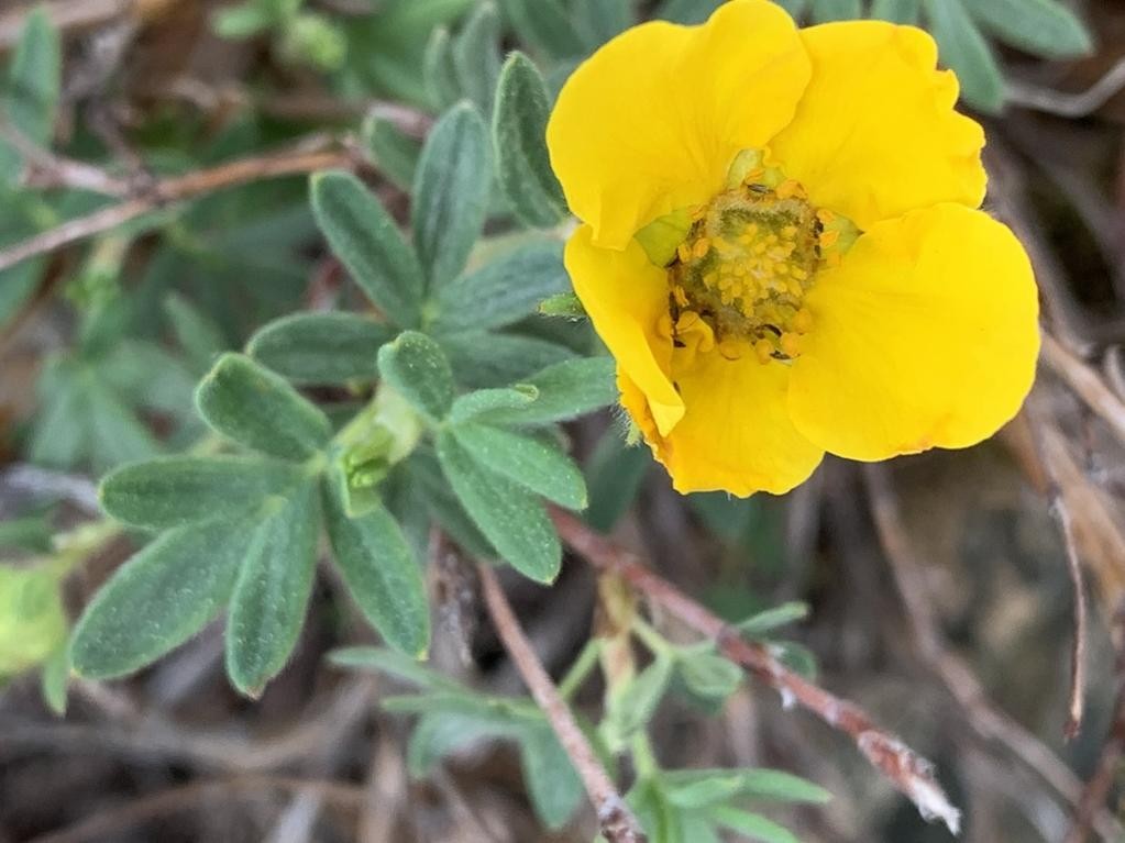 Shrubby Cinquefoil (Dasiphora Fruticosa) Flower, Leaf, Care, Uses ...