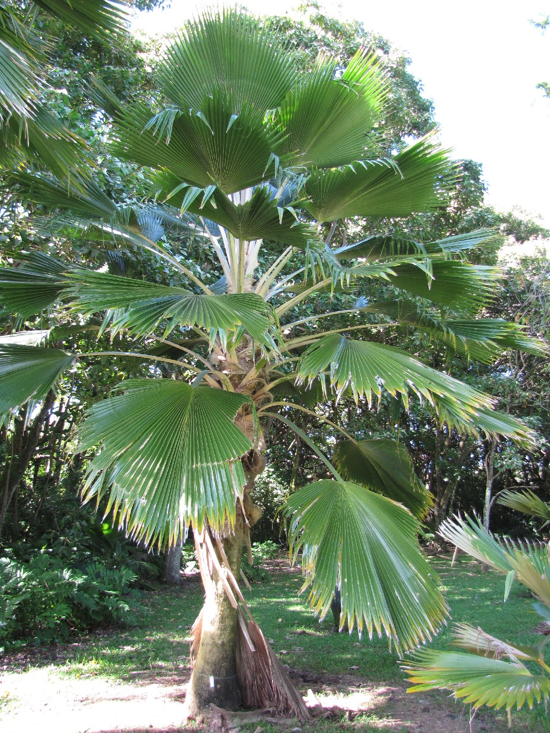 How to Plant and Grow Fiji fan palm(Pritchardia pacifica)