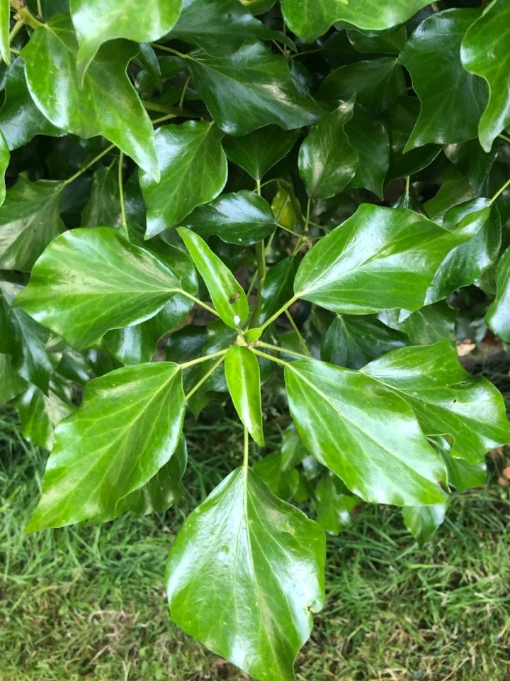 ブレティオデンドロン属 (Burretiodendron)
