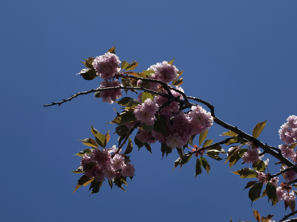 Analyse Approfondie du Cerisier du Japon en Fleurs 