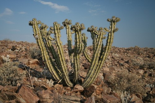 Saguaro Cuidados (Plantando, Fertilizantes, Enfermedades) - PictureThis