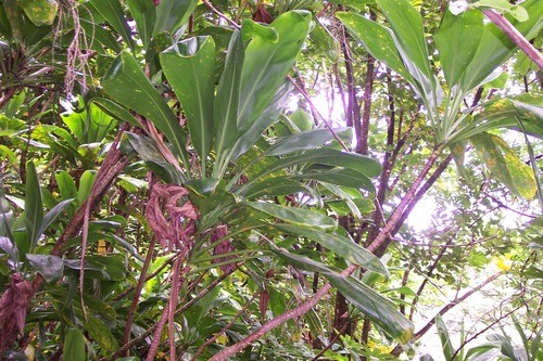 son las plantas cordyline venenosas para los perros