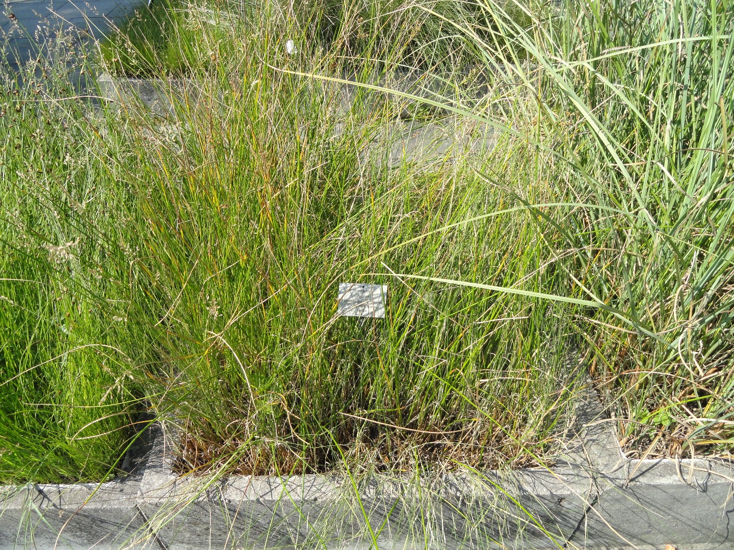 Junco Cuidados Plantando Fertilizantes Enfermedades Picturethis