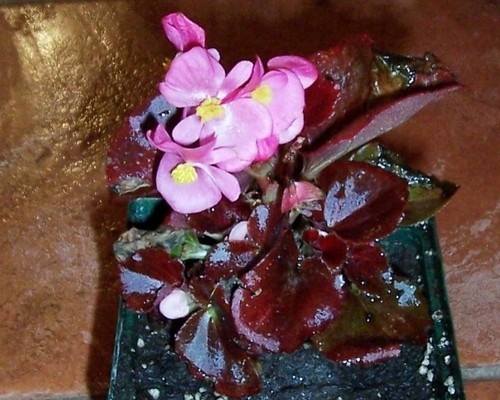 Flor de nácar (Begonia cucullata) - PictureThis