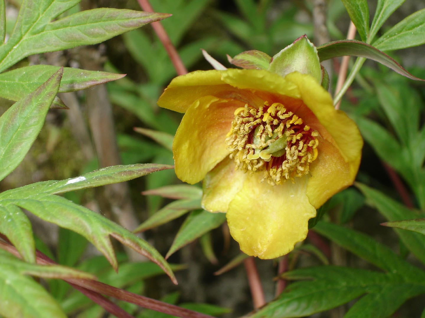 Peonía Amarilla (Paeonia delavayi) - PictureThis