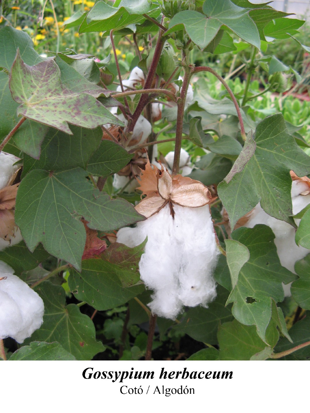 Gossypium Herbaceum Picturethis