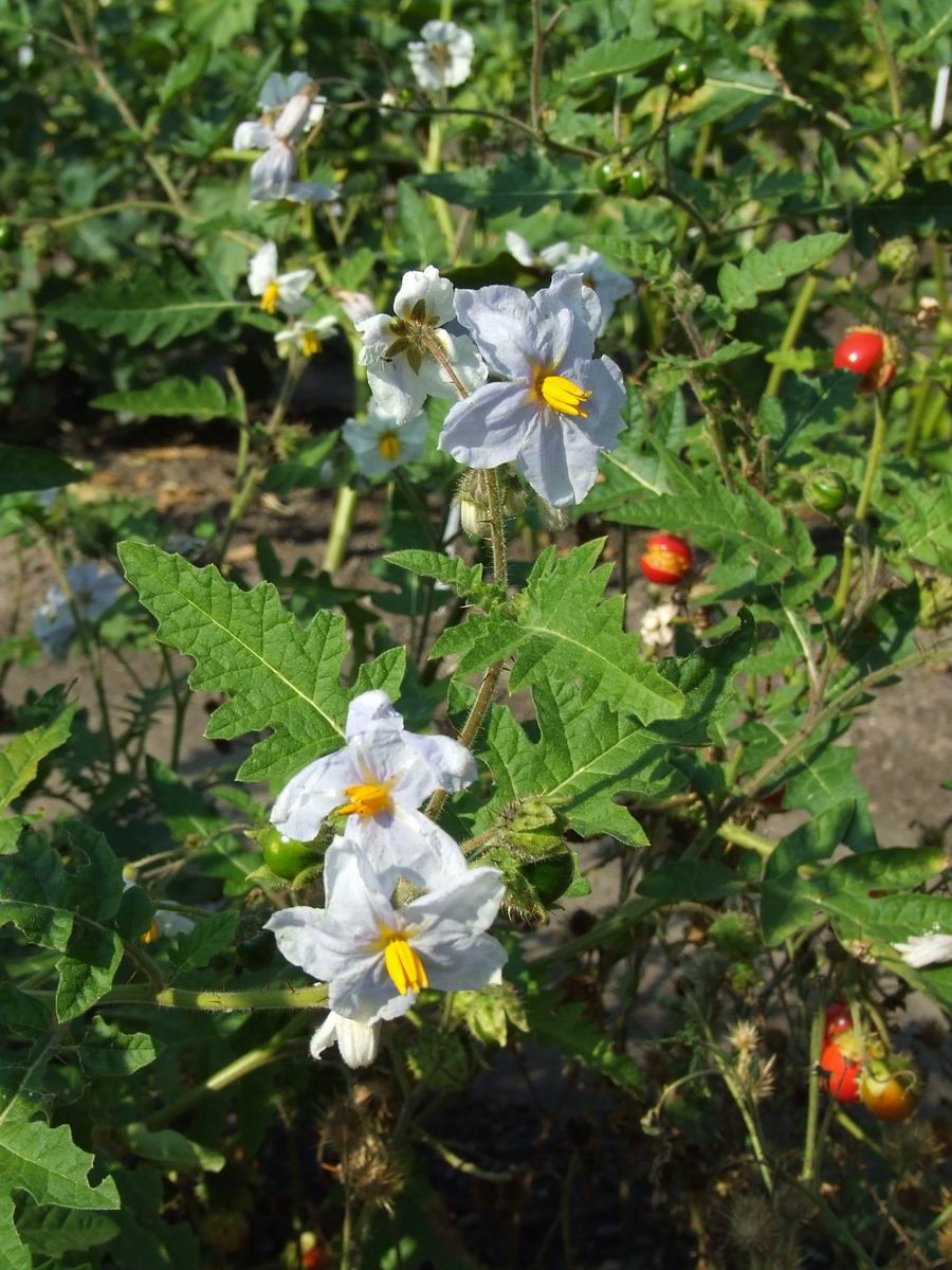 Solanum sisymbriifolium DSC09438 Planta do joá-bravo, joá,…