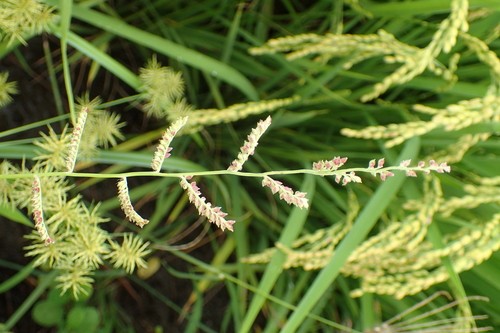 Jungle rice (Echinochloa colona) Flower, Leaf, Care, Uses - PictureThis