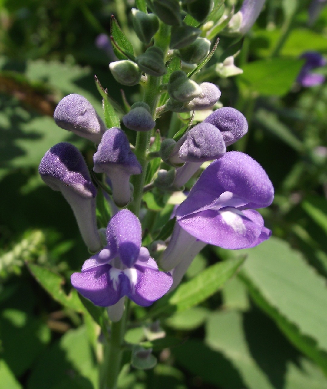 Scutellaria incana - PictureThis