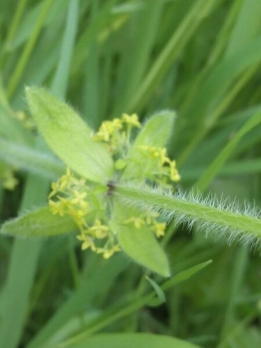 Cruciata laevipes 花言葉，毒性，よくある質問 - PictureThis