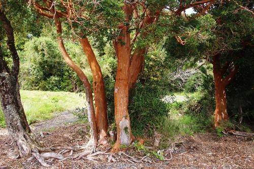 Sementes de Myrtle Chile - Temu (Luma Apicicata)