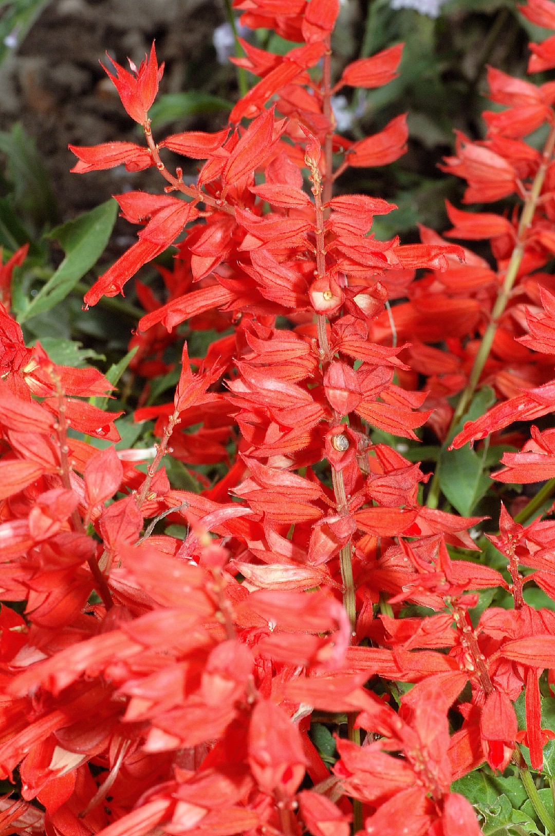Scarlet sage (Salvia splendens) Flower, Leaf, Care, Uses - PictureThis