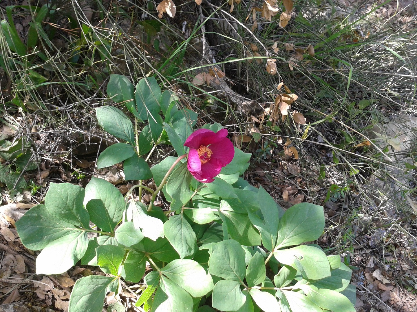 Пион мужской (Paeonia mascula) - PictureThis