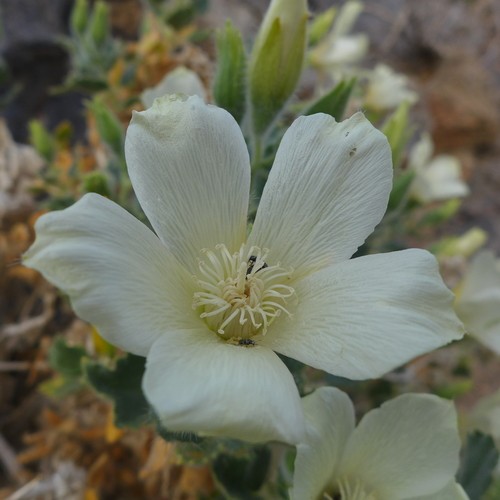 Eucnide urens, Desert Stingbush, Rock Nettle, Velcro Plant