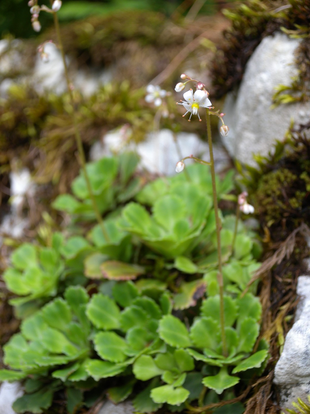 Камнеломка клинолистная (Saxifraga cuneifolia) - PictureThis