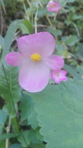 Begonia de una sola flor Cuidados (Plantando, Fertilizantes, Enfermedades)  - PictureThis