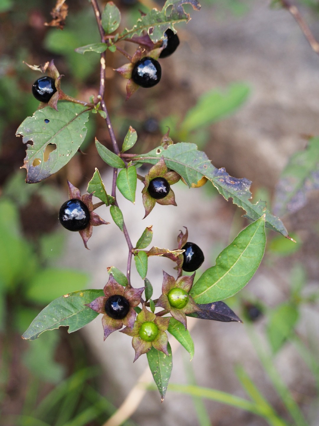 Красавка белладонна. Атропа белладонна. Красавка белладонна Atropa Belladonna. Белладонна ягода.