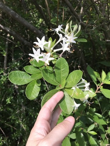 ニオイツツジ（匂い躑躅） (Rhododendron viscosum) 花言葉，毒性，よくある質問 - PictureThis