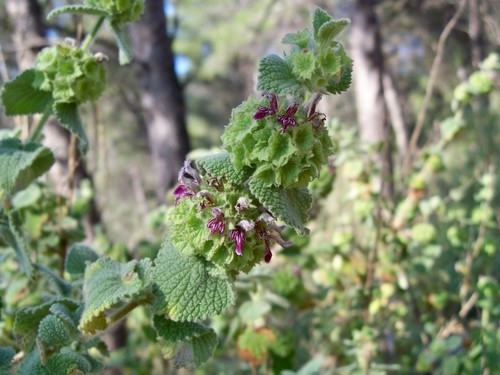 Ballote Hirsute (Ballota Hirsuta) Flower, Leaf, Care, Uses - PictureThis