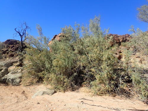 Wild tamarisk (Tamarix usneoides) Flower, Leaf, Care, Uses - PictureThis