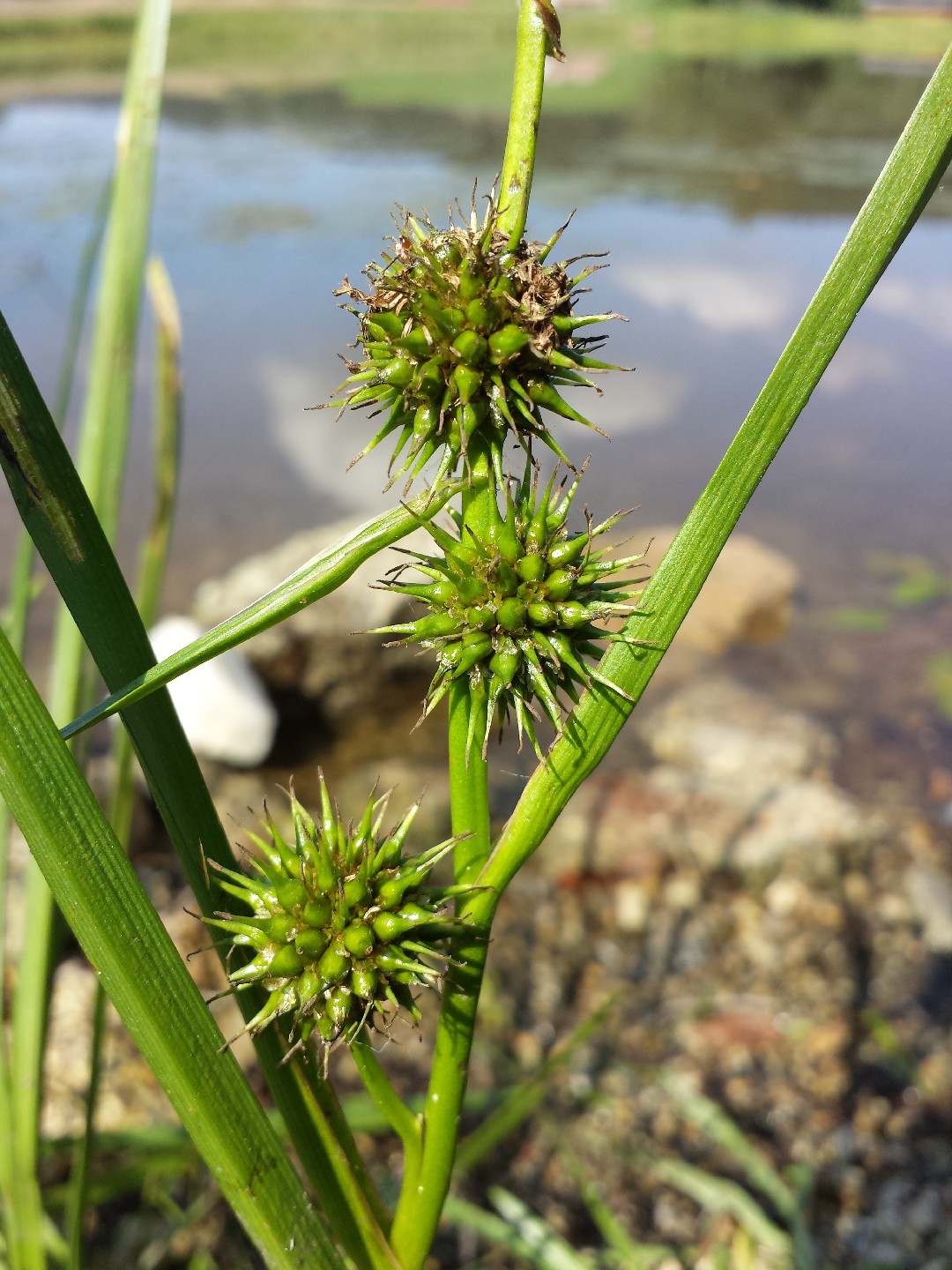 Sparganium emersum