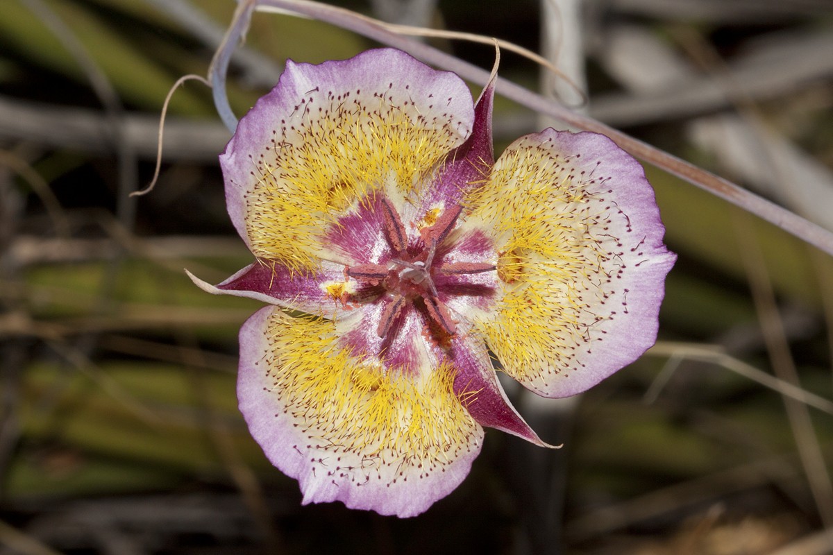 Lirio mariposa de plummer (Calochortus plummerae) - PictureThis