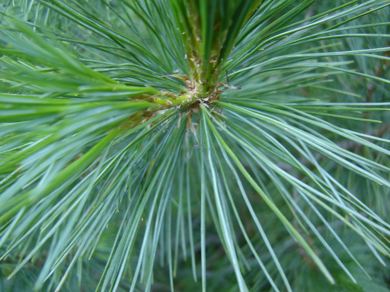 Сосна румелийская (Pinus peuce) - PictureThis