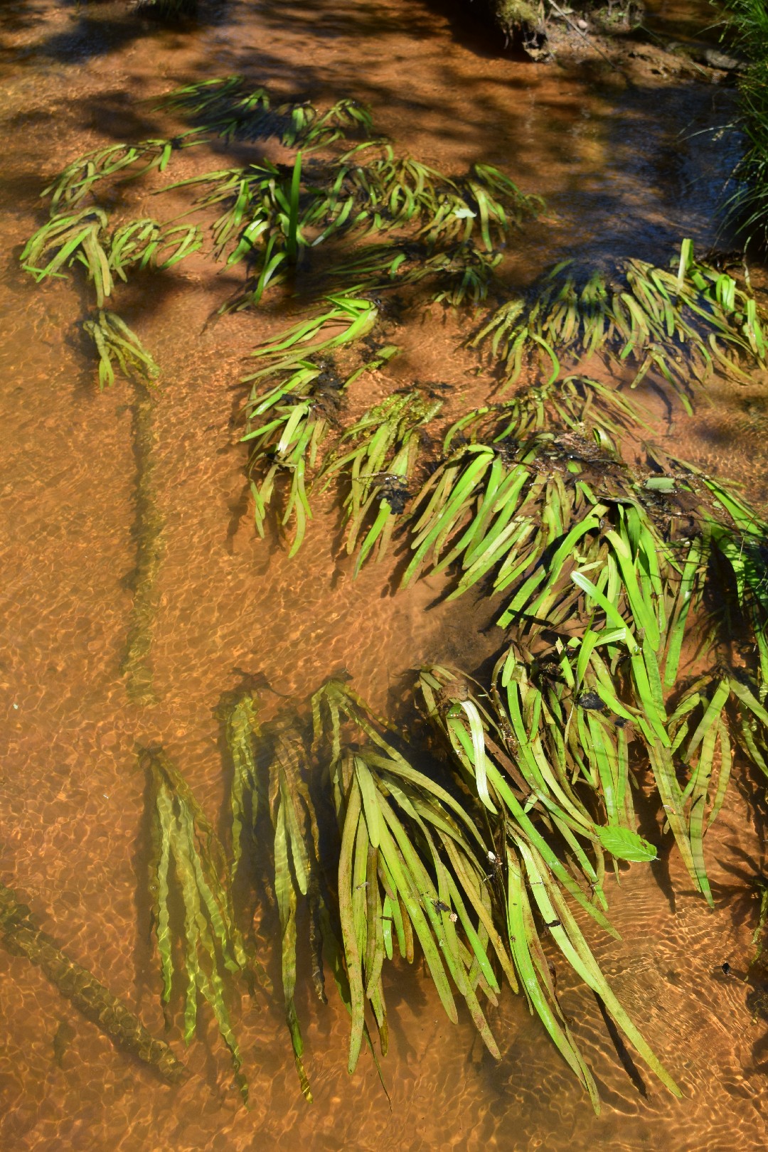 flor de la vallisneria americana