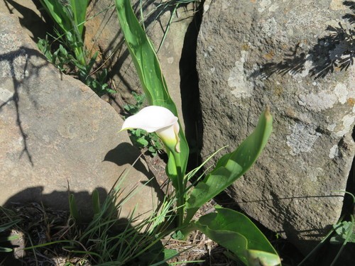 Zantedeschia rehmannii - PictureThis