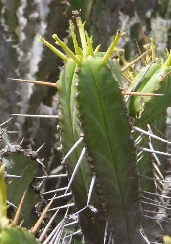 Saguaro Cuidados (Plantando, Fertilizantes, Enfermedades) - PictureThis