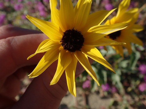 Girasol silvestre (Helianthus petiolaris) - PictureThis