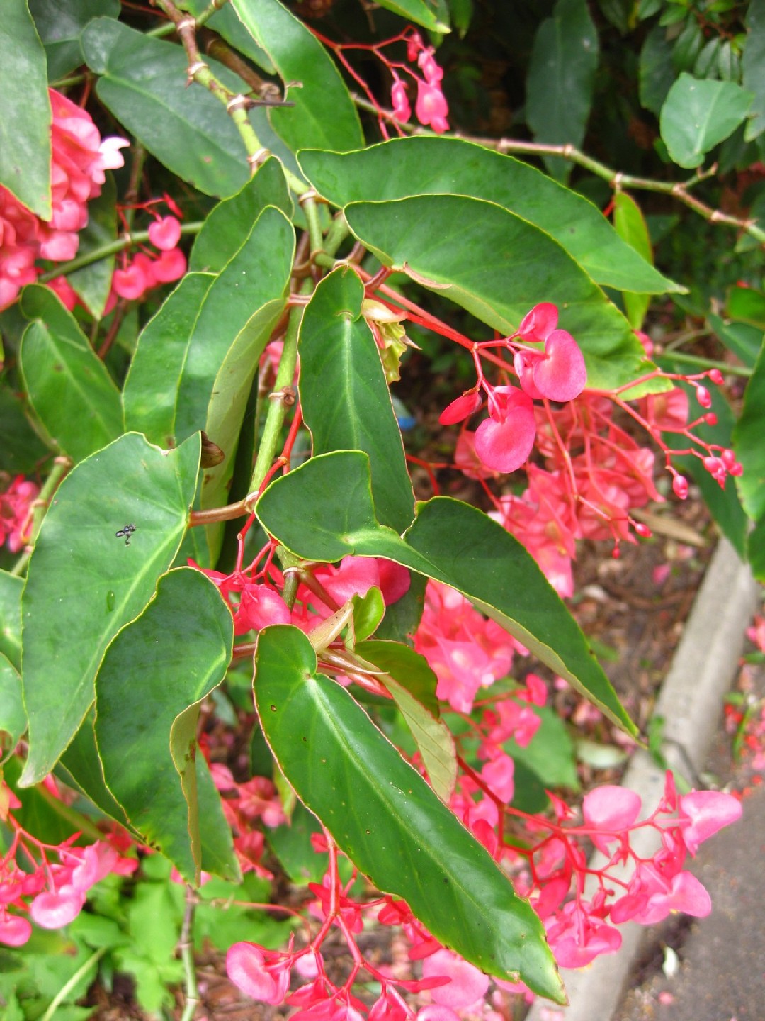 Begonia alas de ángel (Begonia coccinea) - PictureThis