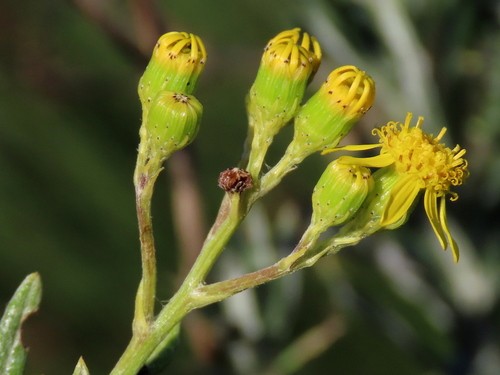 Are African Daisies Poisonous?