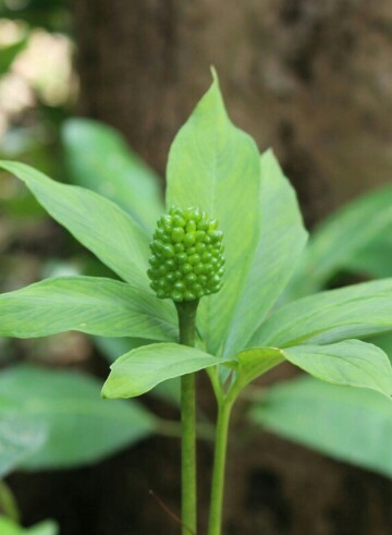 マイヅルテンナンショウ （舞鶴天南星） (Arisaema heterophyllum) - PictureThis