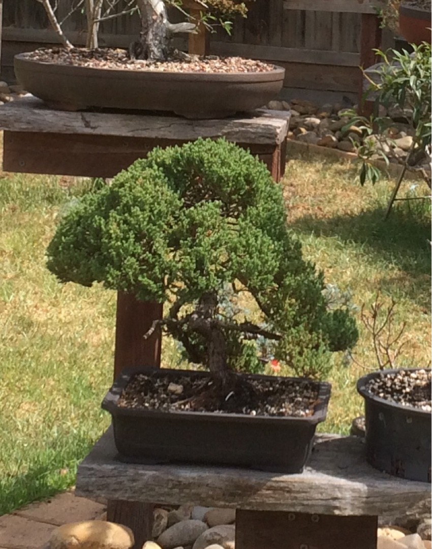 ミヤマビャクシン（深山柏槇）の判定方法 (Juniperus chinensis var. sargentii)