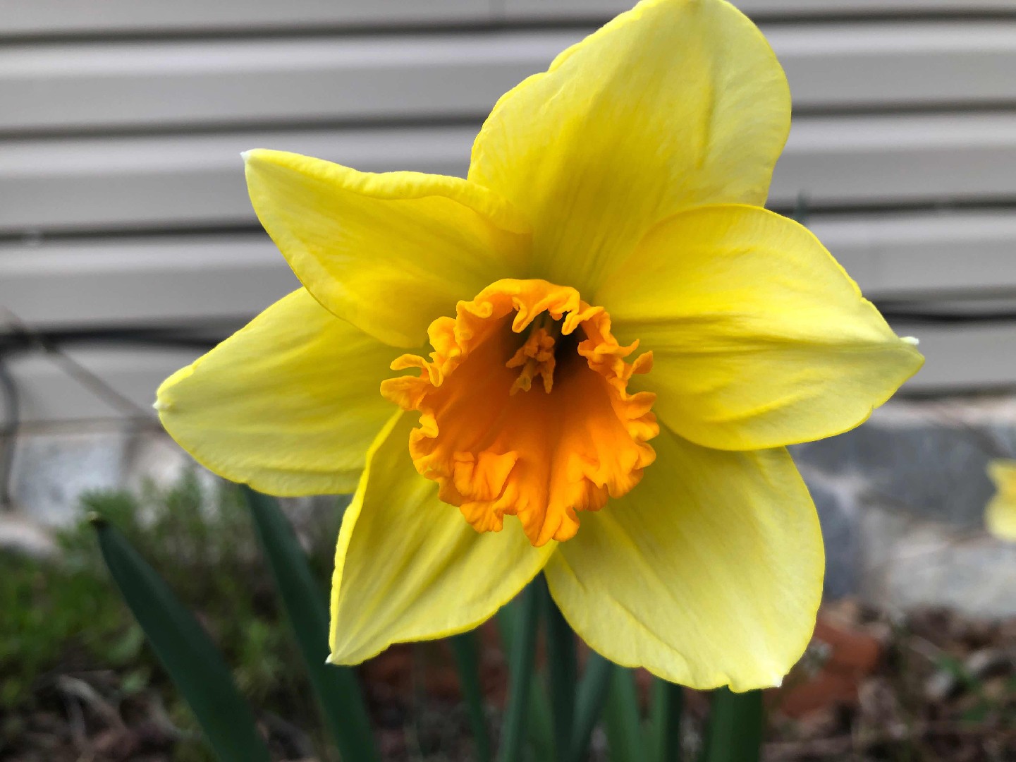 Daffodils - Beautiful but Potentially Toxic