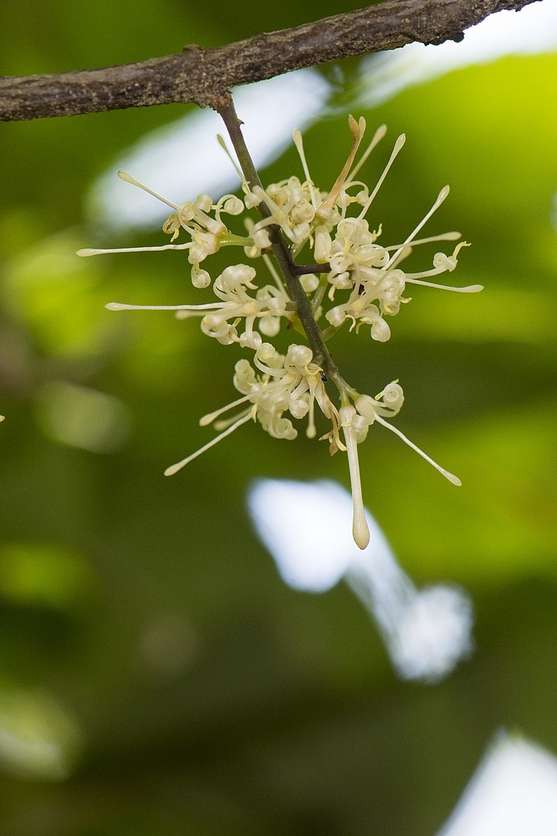 ヤマモガシ Helicia Cochinchinensis 花言葉 学名 よくある質問 Picturethis