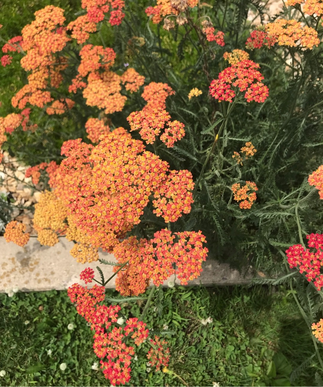 Achillea millefolium 'Apricot Delight' (Yarrow)