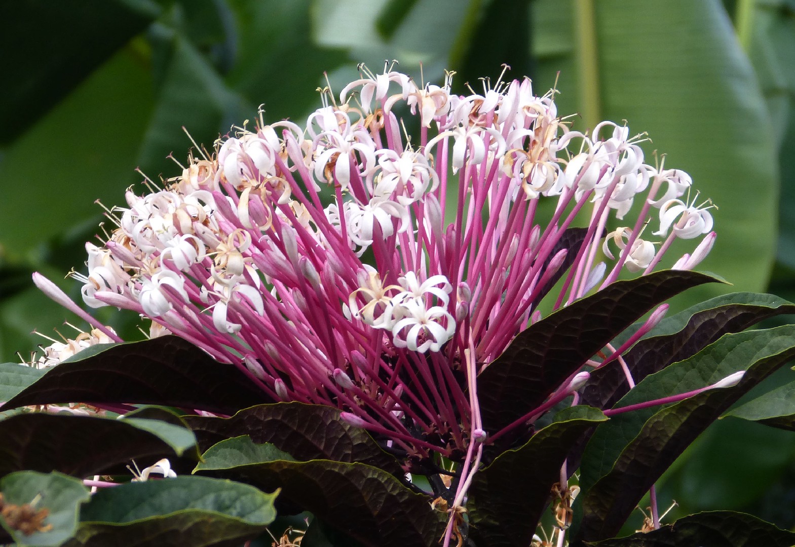 Clerodendrum quadriloculare - PictureThis