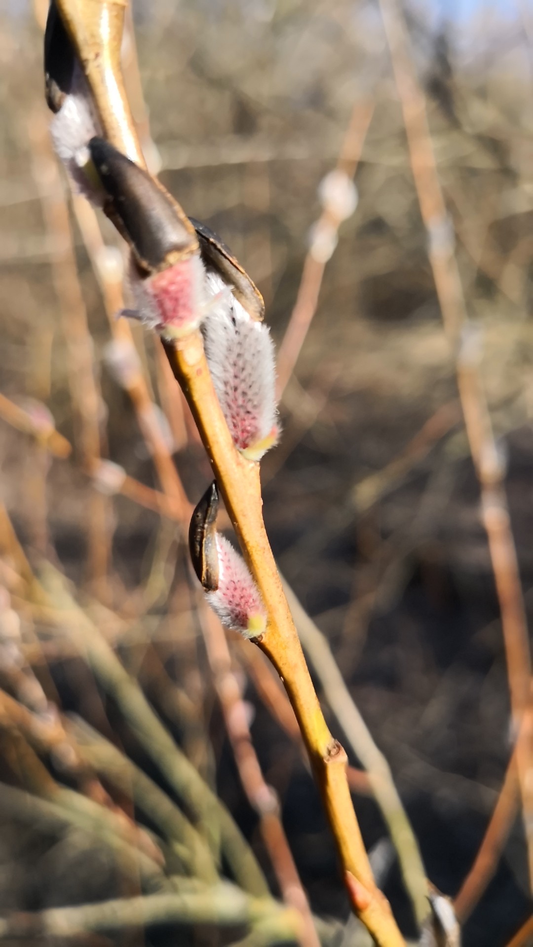 Rose-gold pussy willow 'Melanostachys' Care (Watering, Fertilize, Pruning,  Propagation) - PictureThis