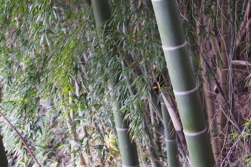 The Difference Between Moso Bamboo And Other Species