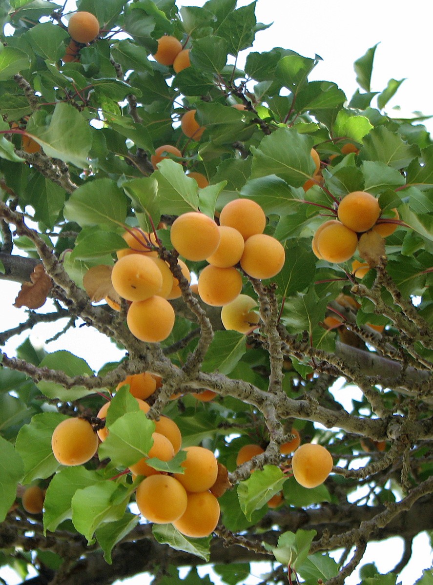 12 Types of Apricot Tree: ID, Pics, Growing Zones, Apricot Trees Care Tips
