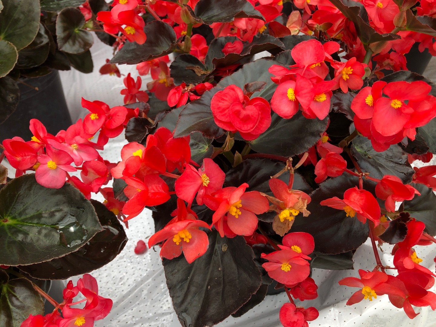 Begonias 'Devil's Delight' Care (Watering, Fertilize