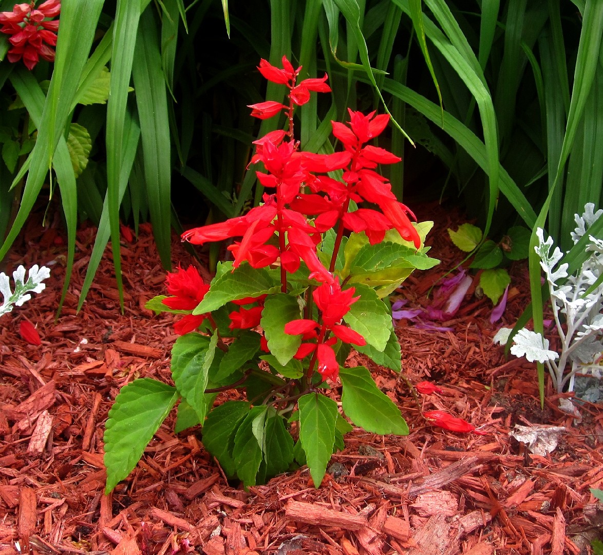 Шалфей сверкающий (Salvia splendens) - PictureThis